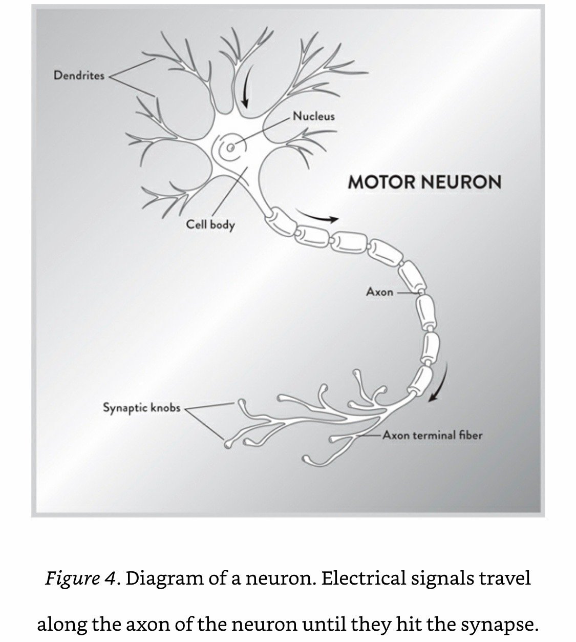 The Motor Neuron.jpeg