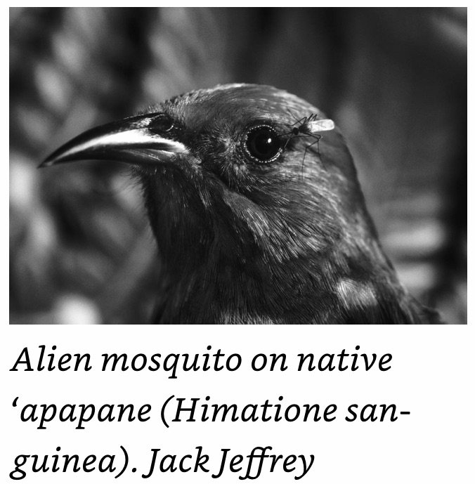 Alien Mosquito on Native apapane.jpeg