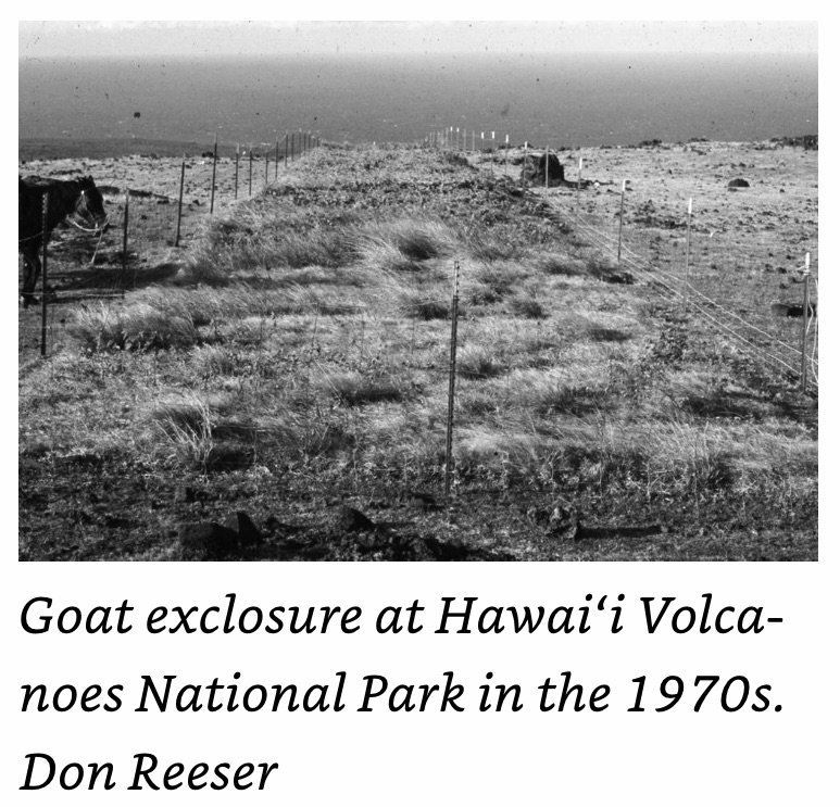 1970s Goat Enclosure at Hawaii Volcanoes NP.jpeg