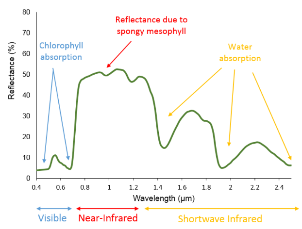 Plant Light Reflectance and Wavelength.png