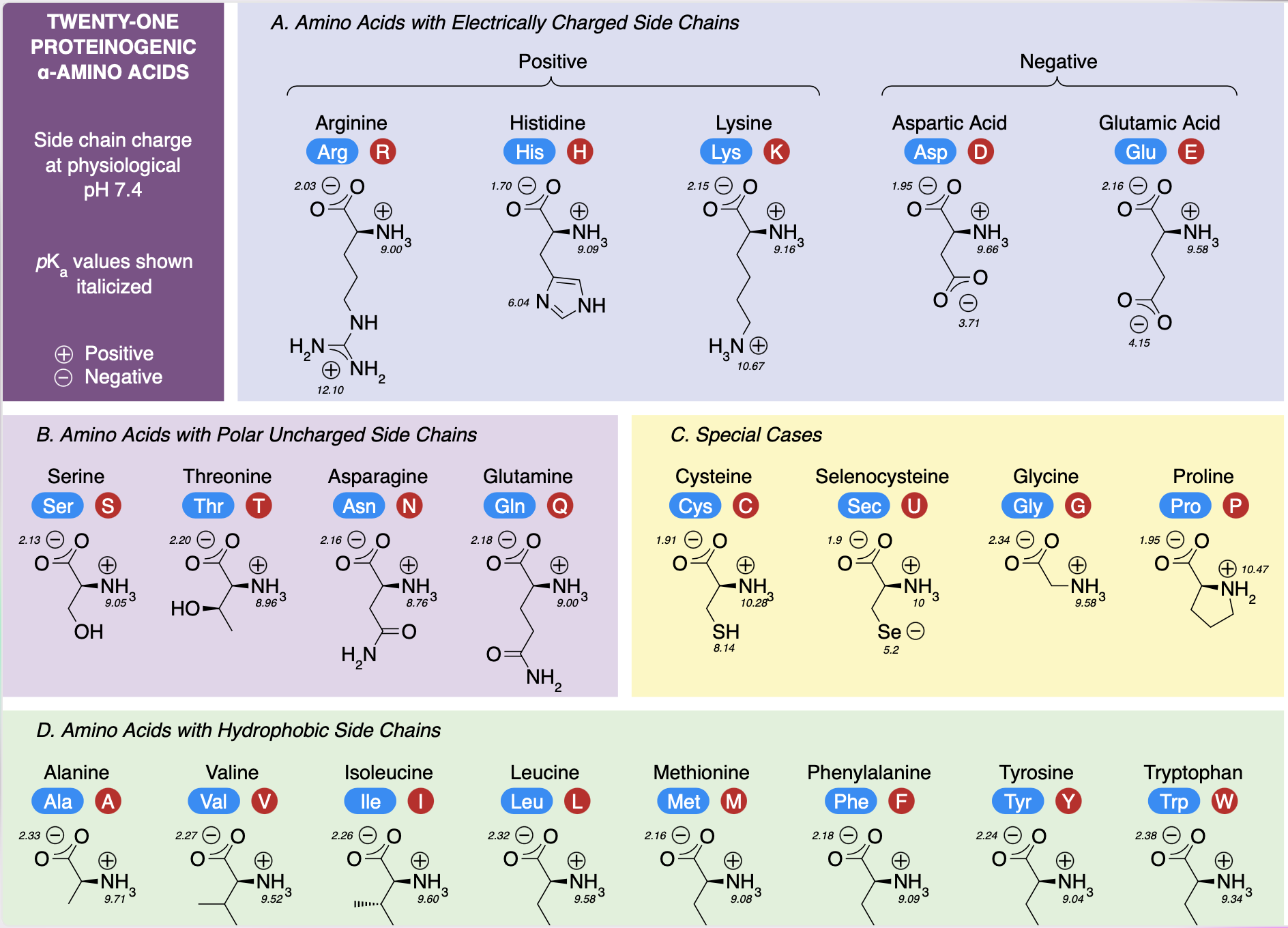 Amino Acids.png