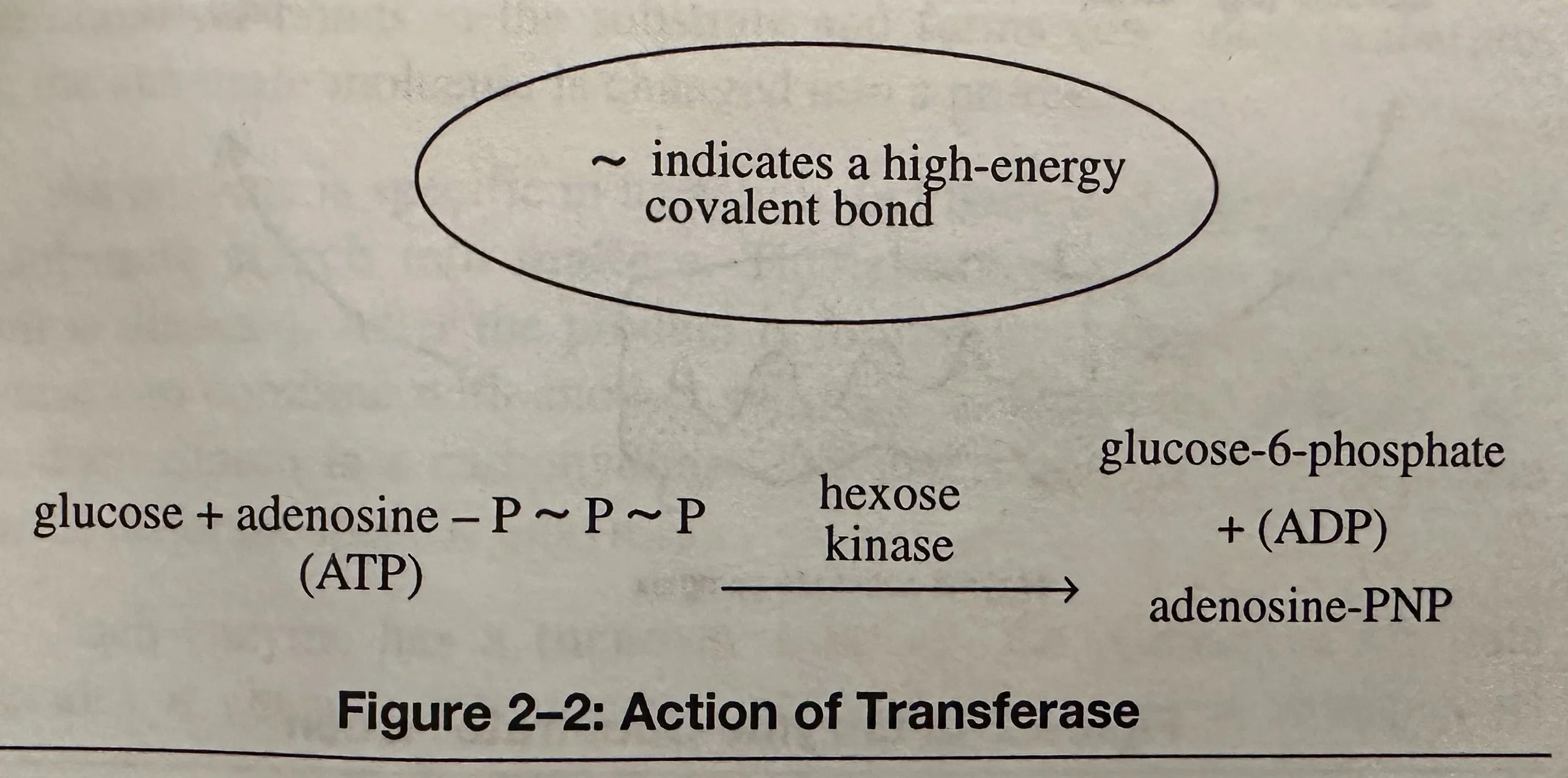 Action of Transferase.jpeg