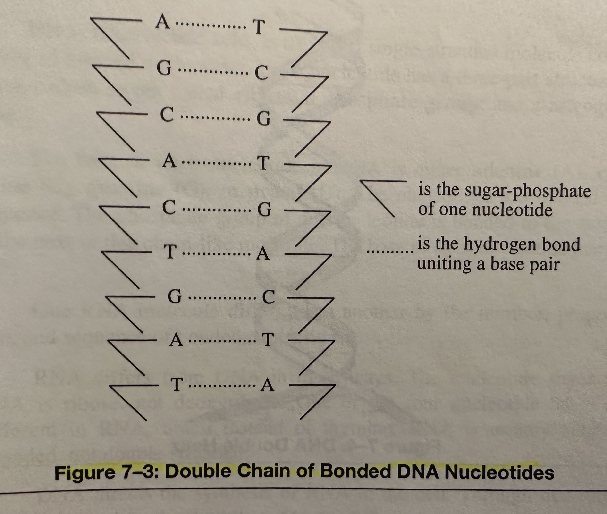 Double Chain of Bonded DNA Nucleotides.jpeg