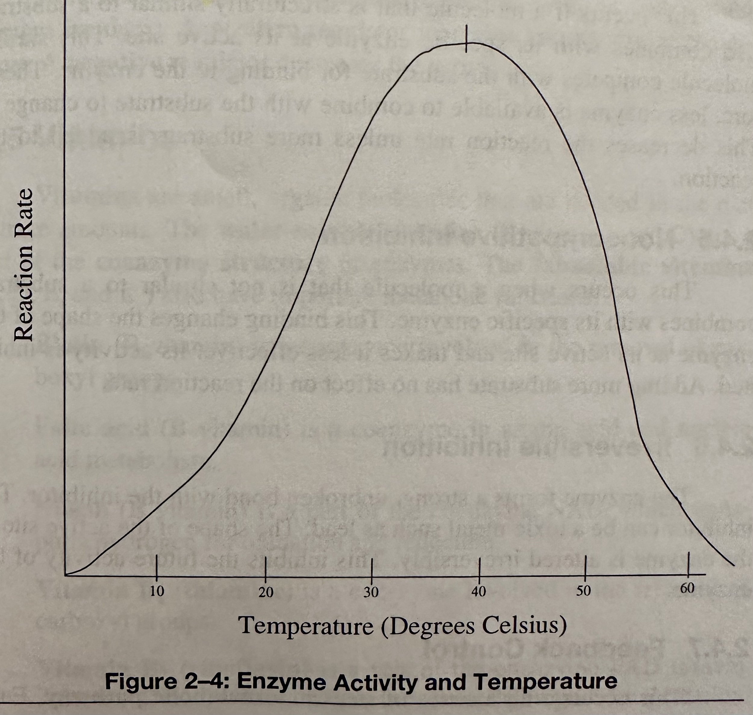 Enzyme Activity and Temperature.jpeg
