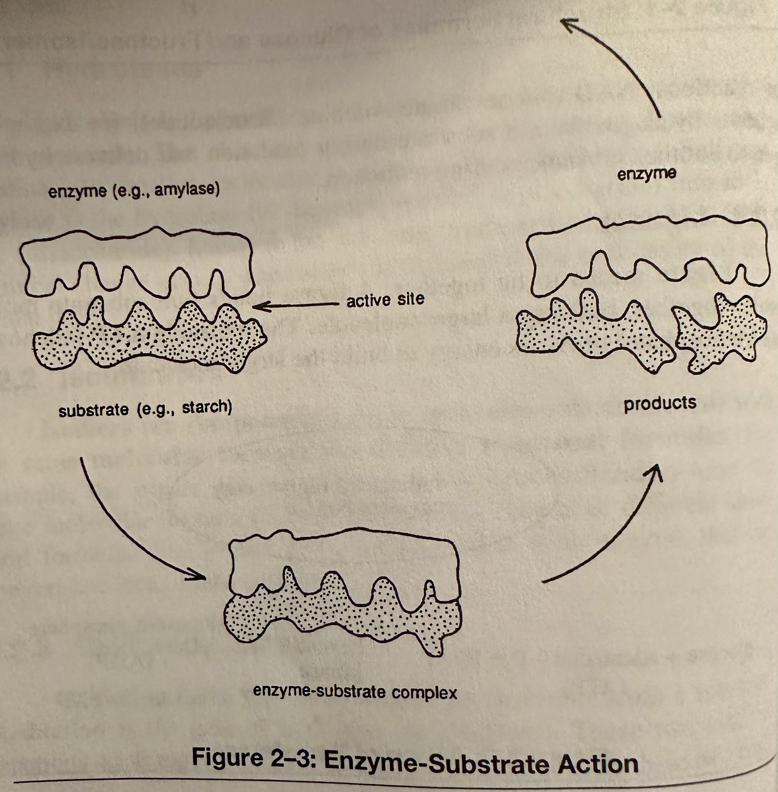 Enzyme-Substrate Action.jpeg