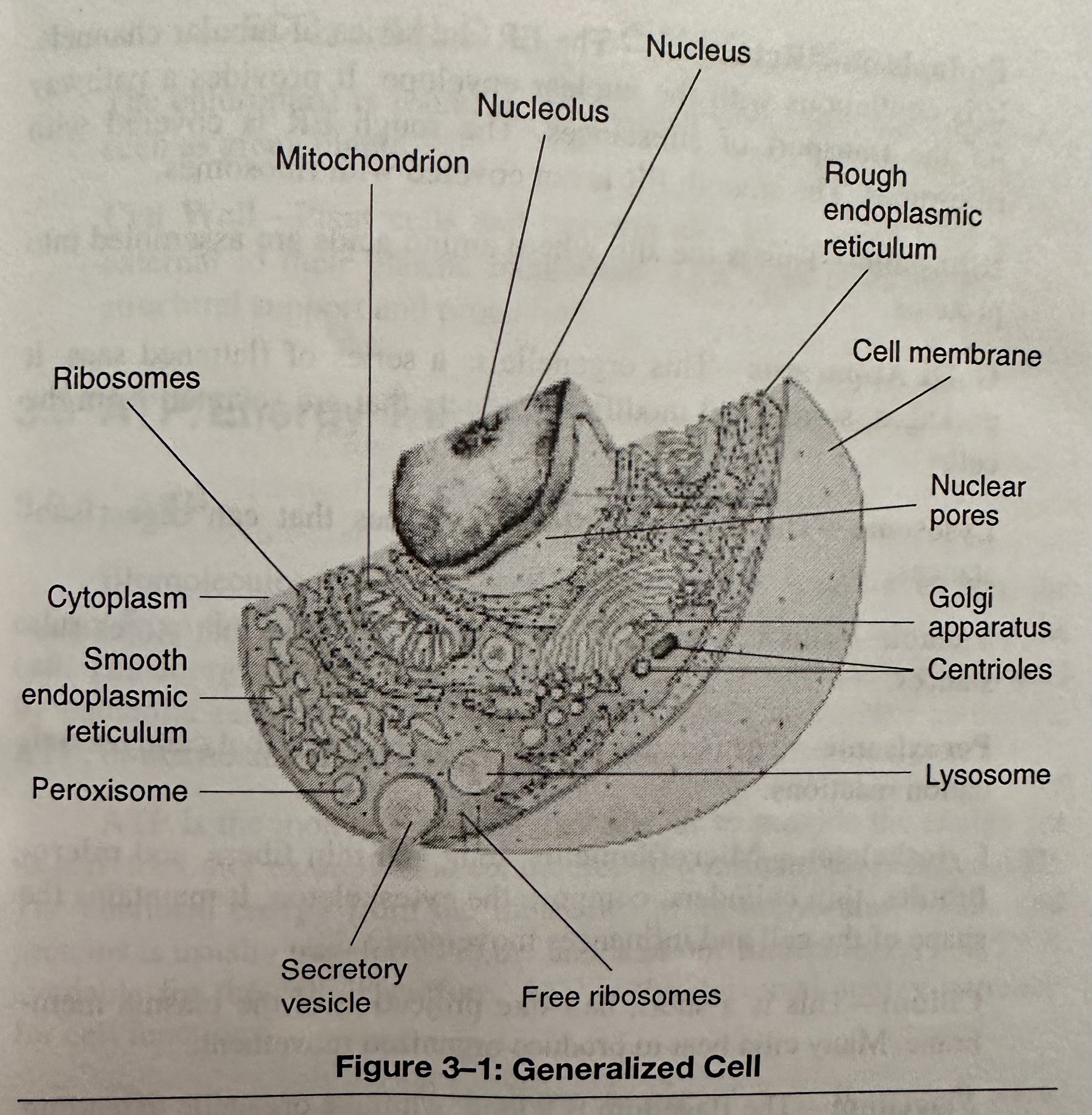 Generalized Cell.jpeg