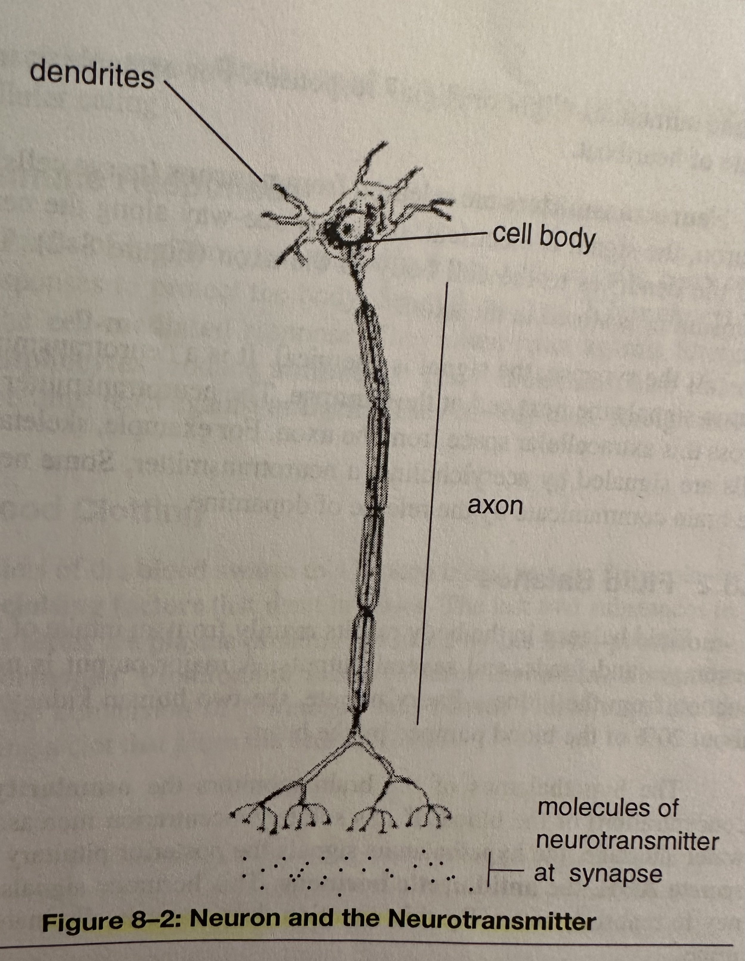 Neuron and the Neurotransmitter.jpeg