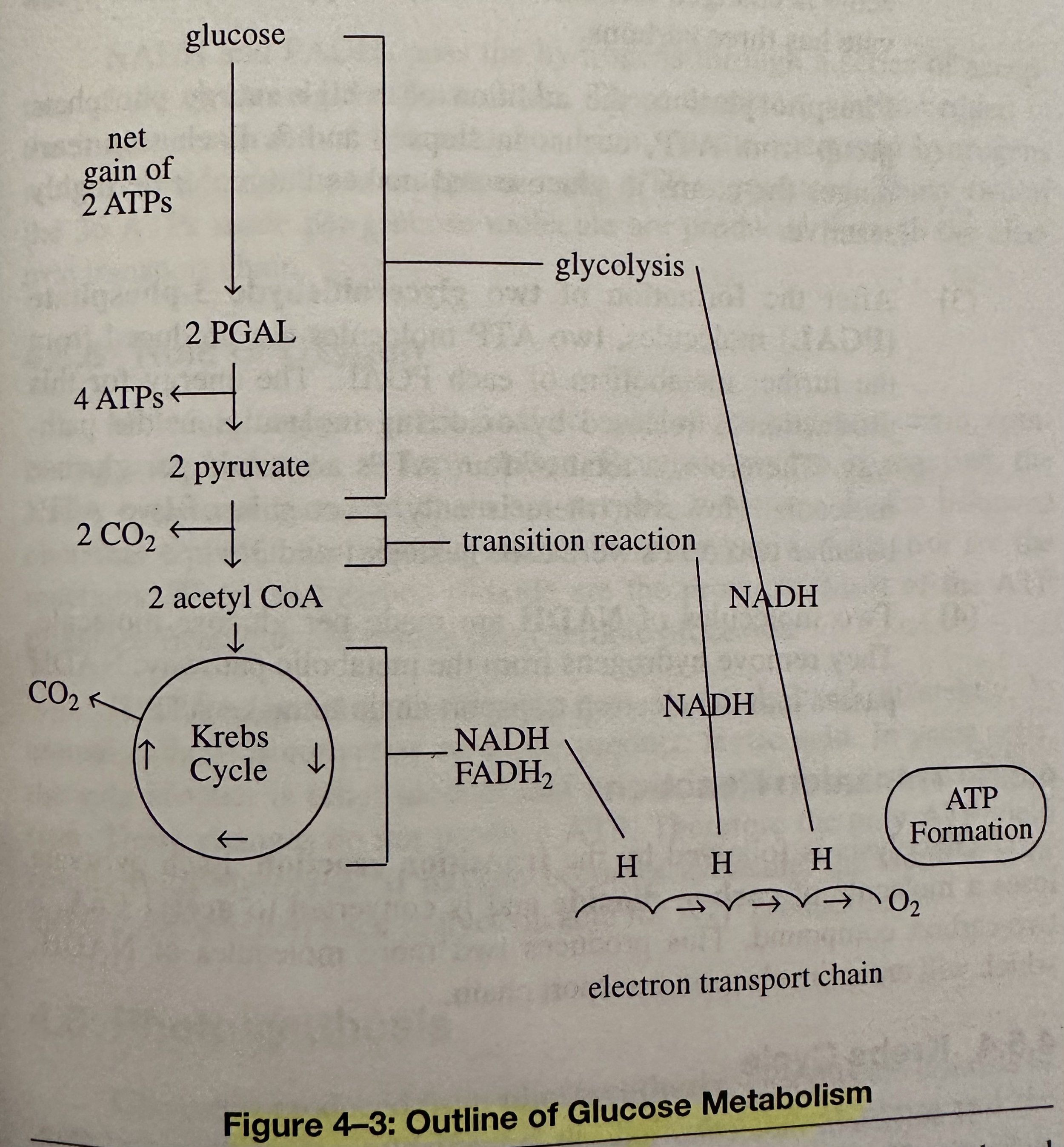 Outline of Glucose Metabolism.jpeg