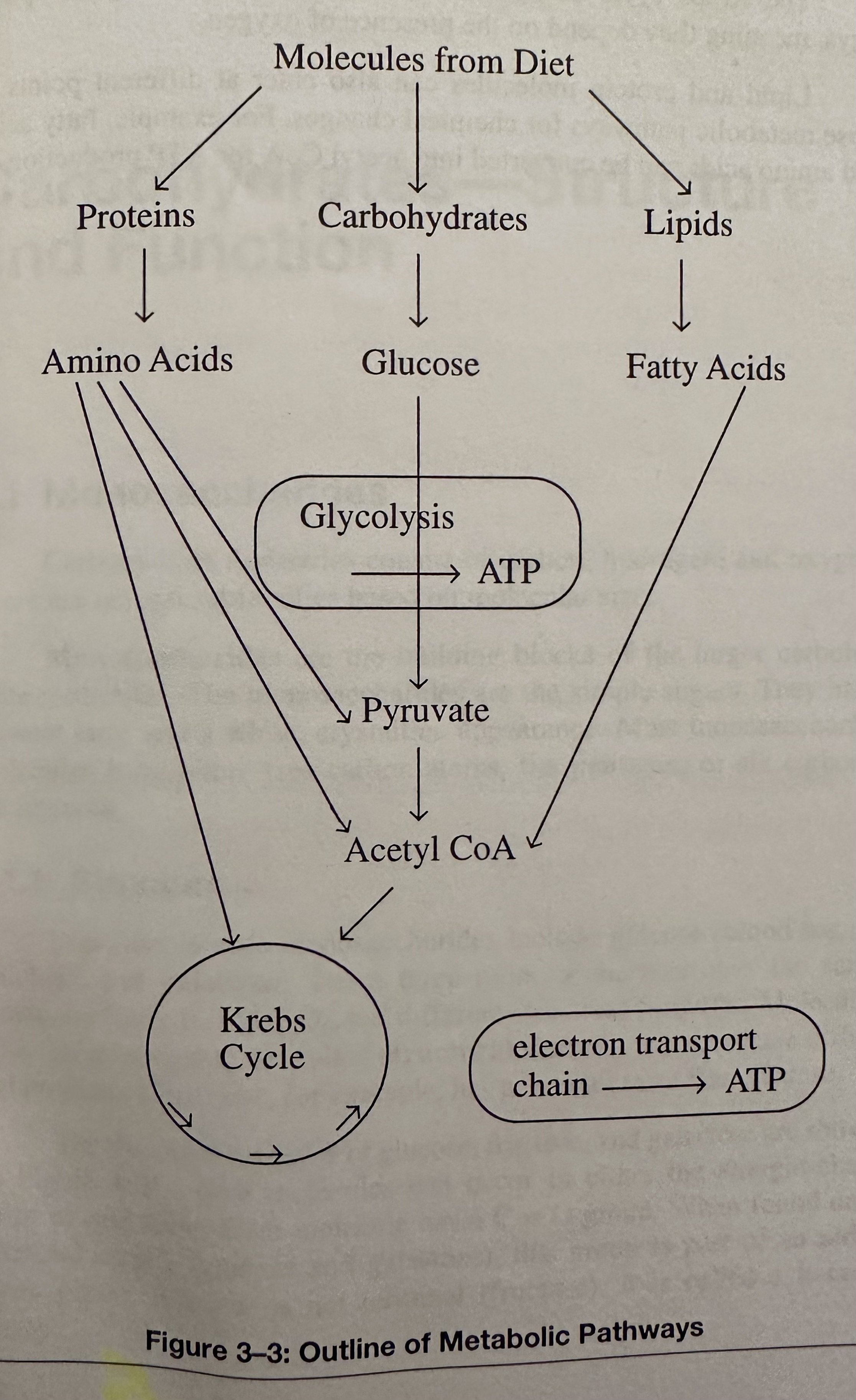 Outline of Metabolic Pathways.jpeg