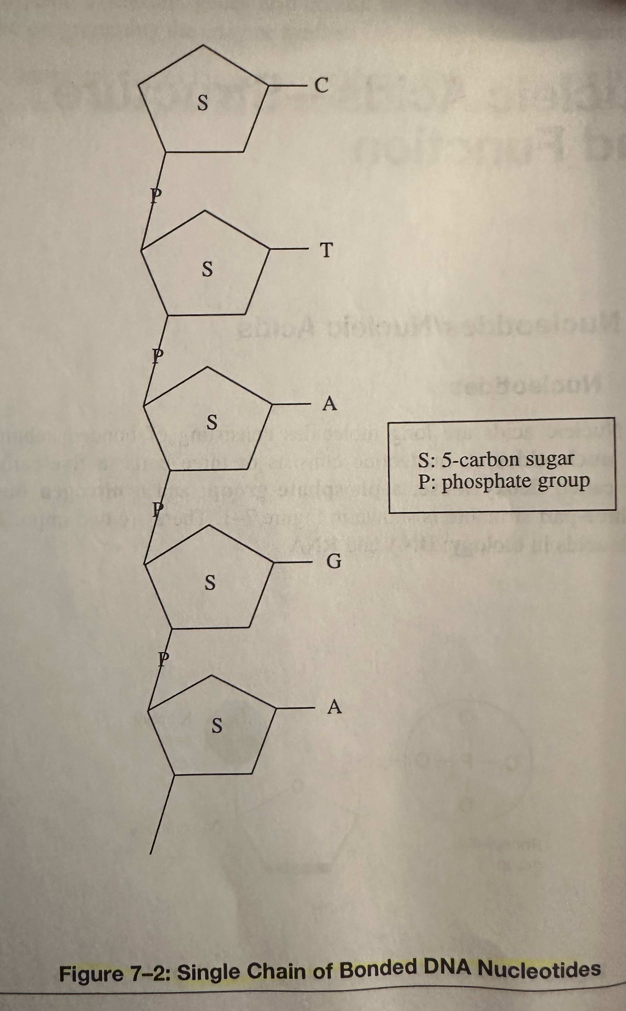 Single Chain of Bonded DNA Nucleotides.jpeg