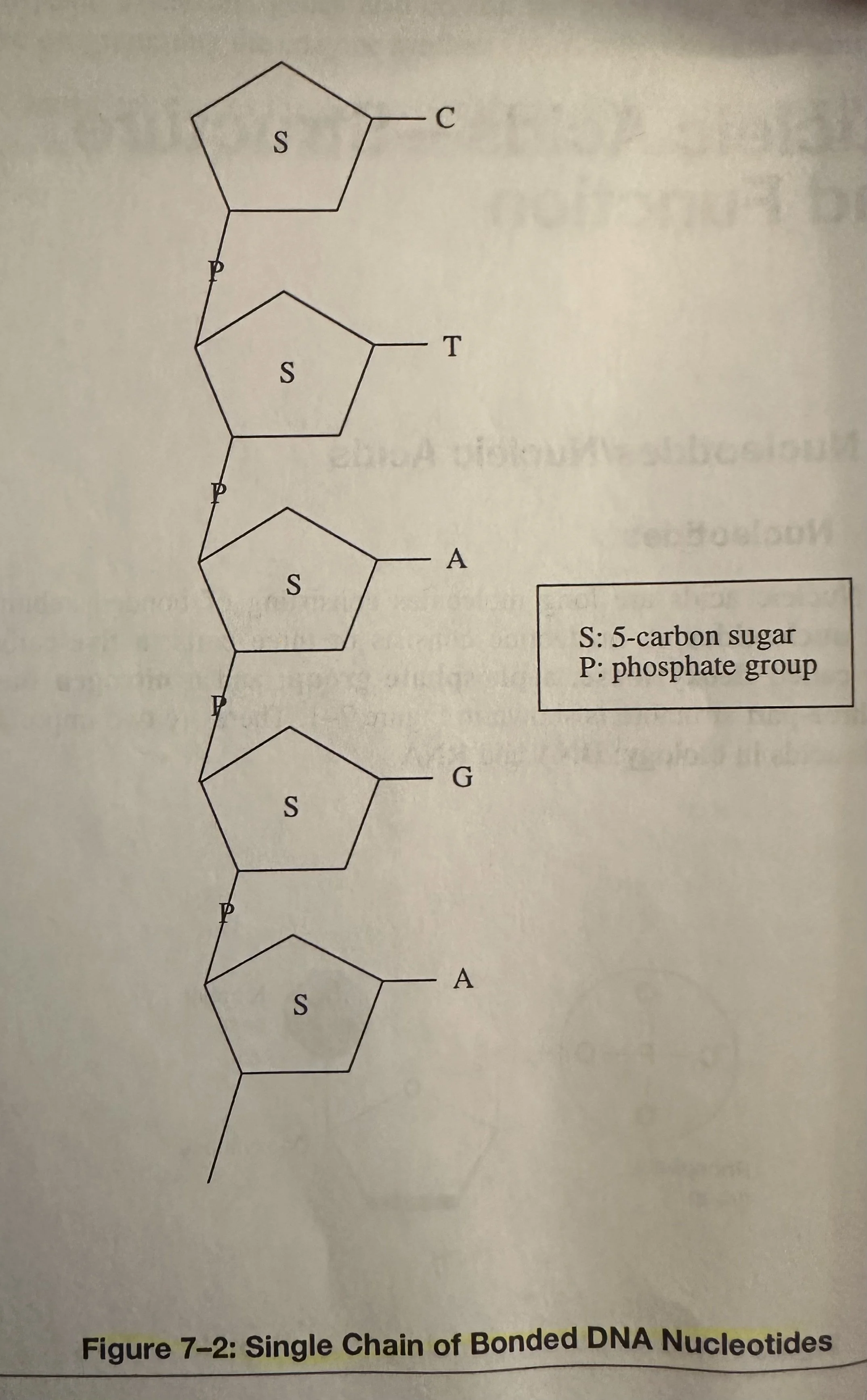 Single Chain of Bonded DNA Nucleotides.jpeg