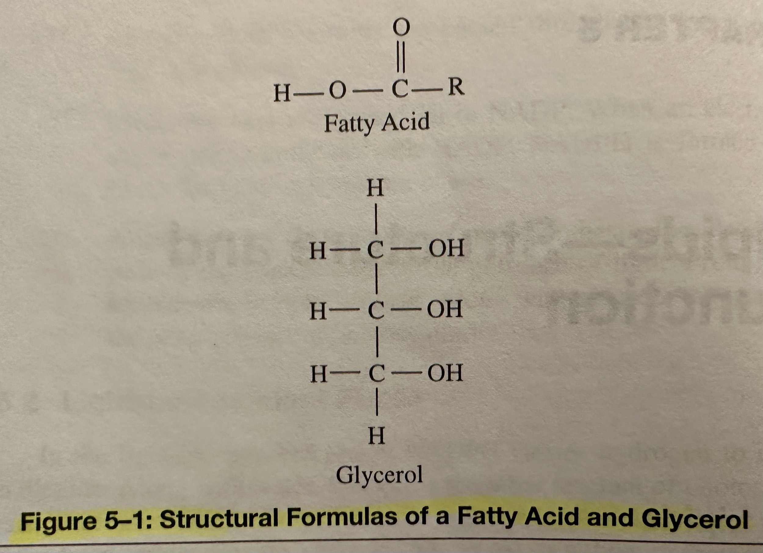 Structural Formula of a Fatty Acid and Glycerol.jpeg