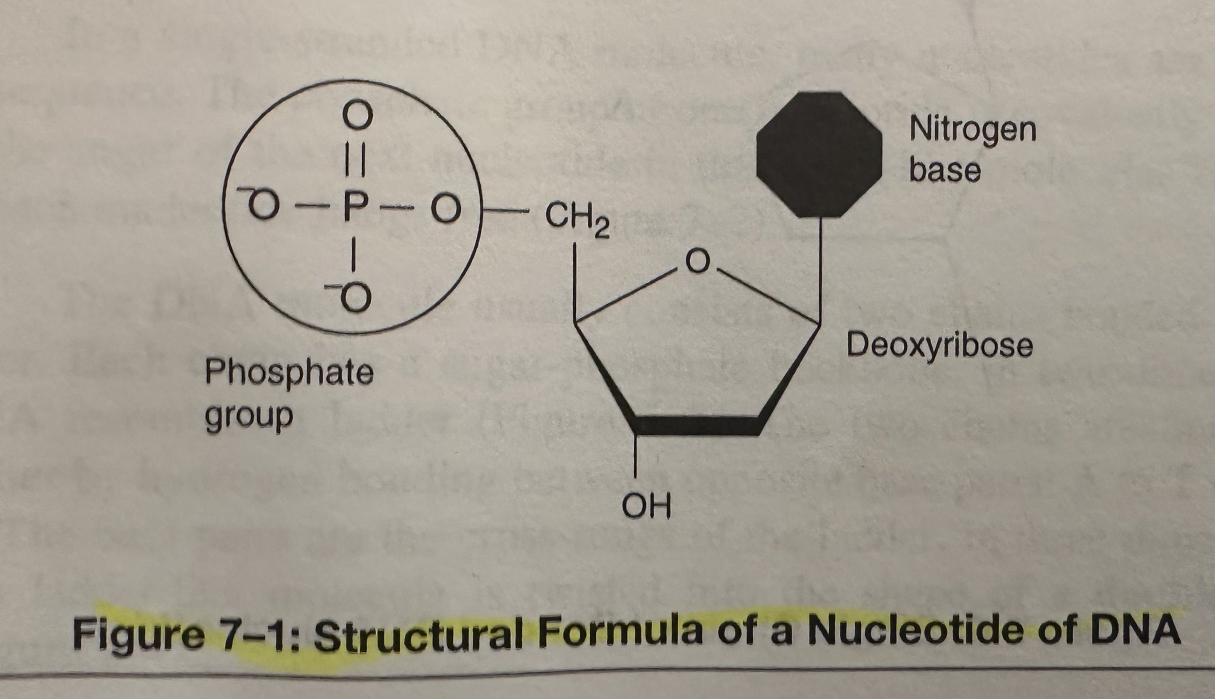 Structural Formula of a Nucleotide of DNA.jpeg