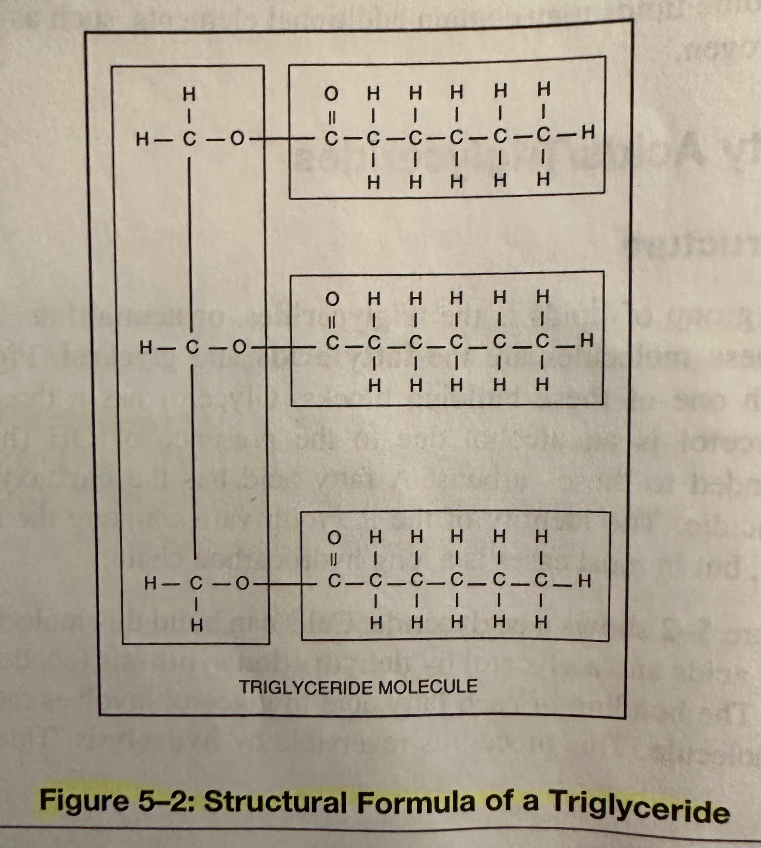 Structural Formula of a Triglyceride.jpeg