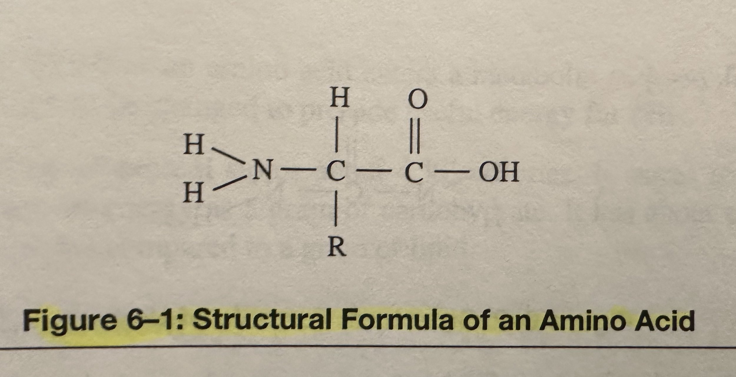 Structural Formula of an Amino Acid 1.jpeg
