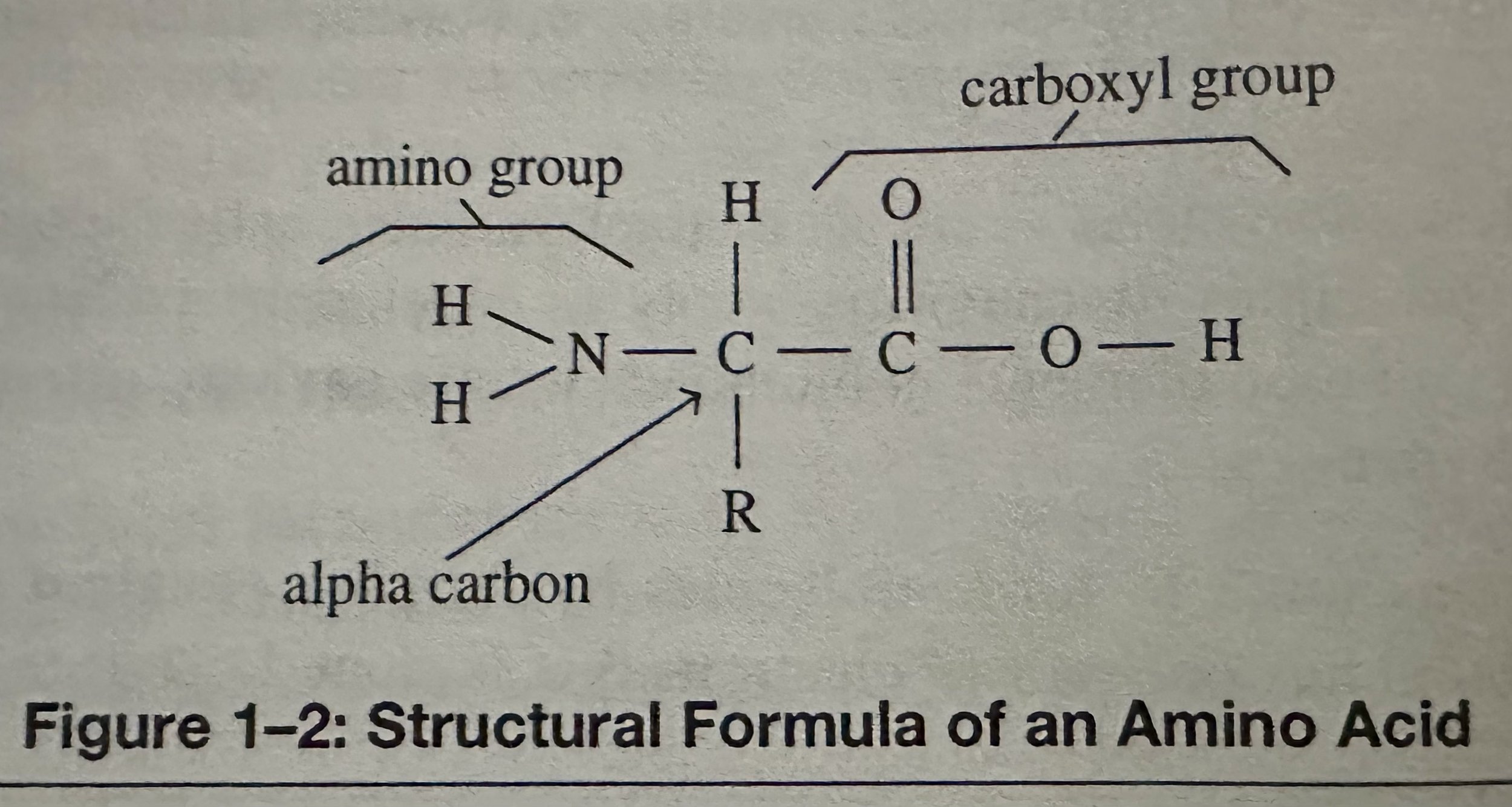 Structural Formula of an Amino Acid.jpeg