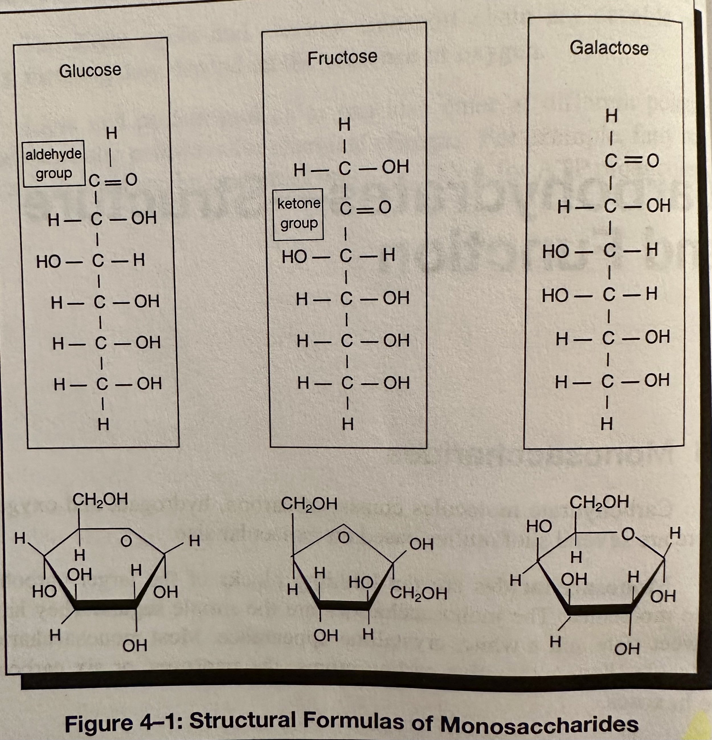 Structural Formula of Monosaccharides.jpeg