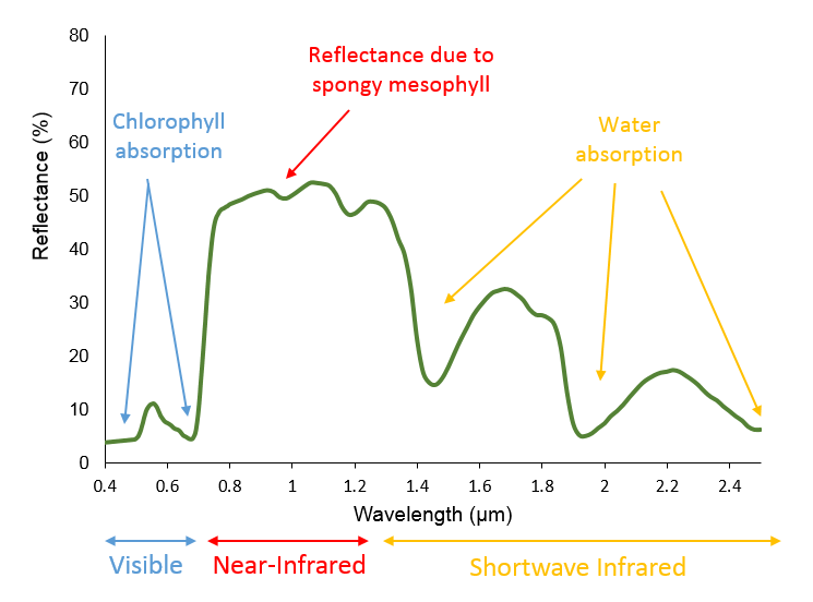 EM Spectrum of Vegetation.png