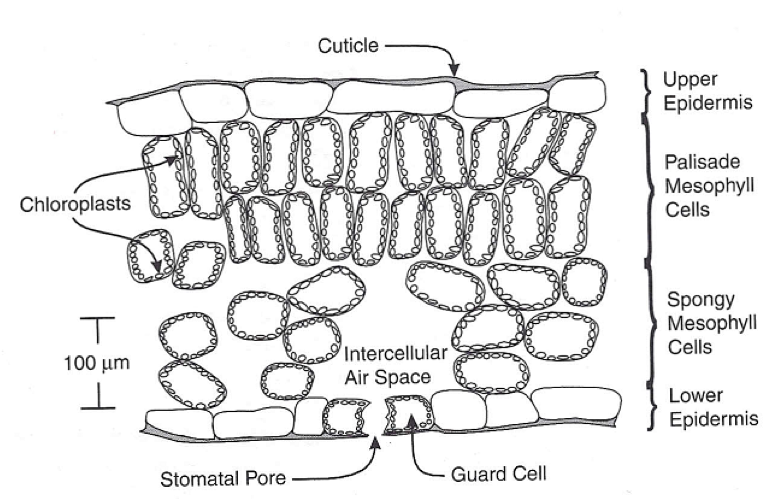 Stomata and Guard Cells.png