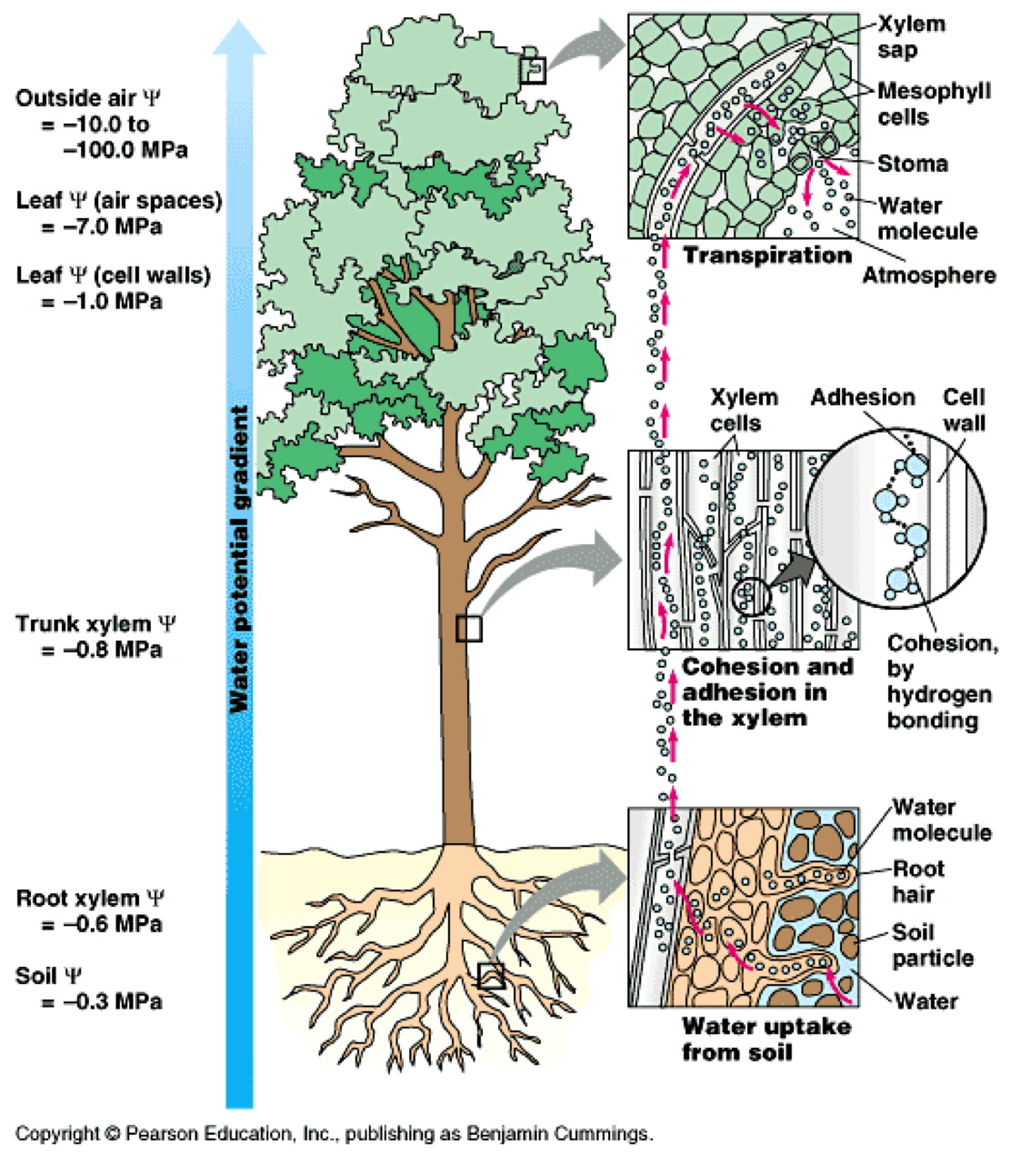 Tree Water Uptake.png