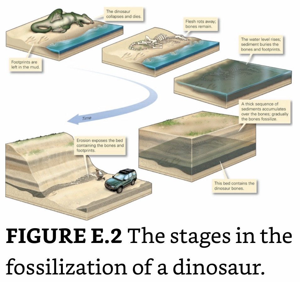 Dinosaur Fossilization.jpeg