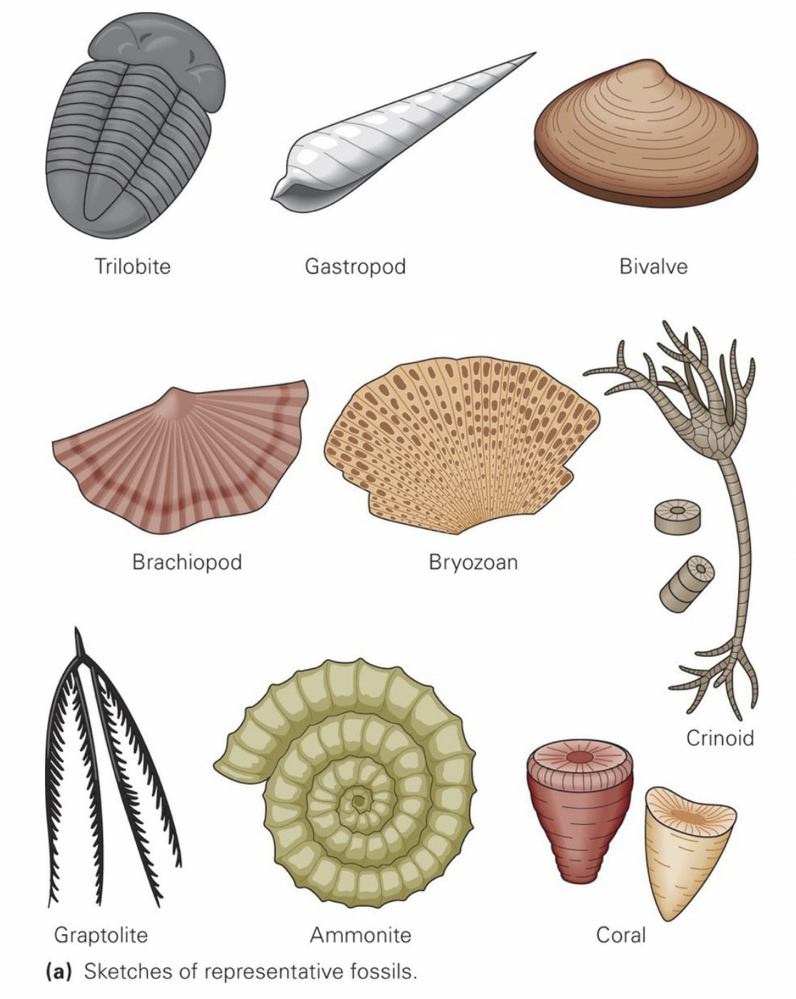 Fossil Types.jpeg
