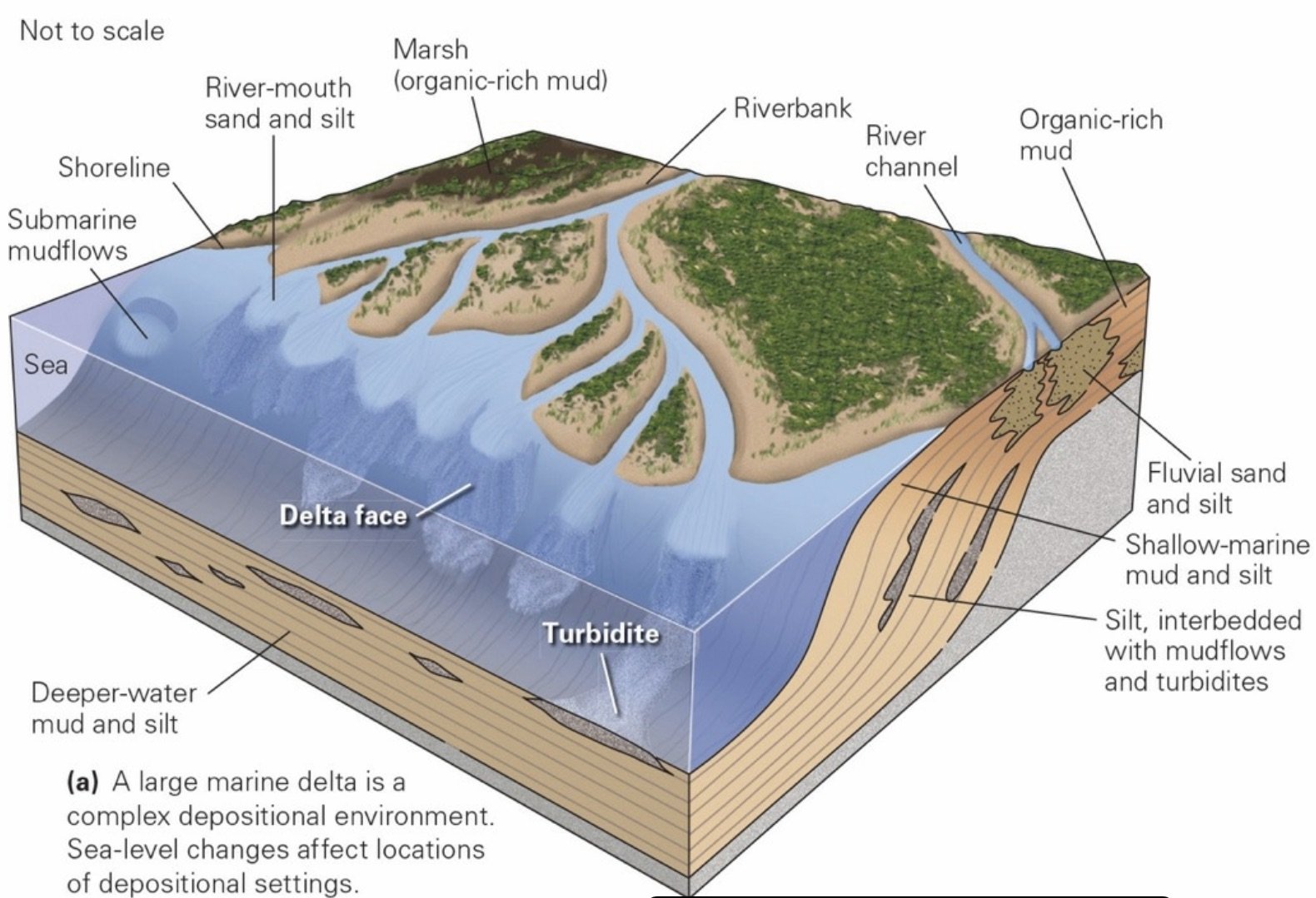 Marine Delta.jpeg