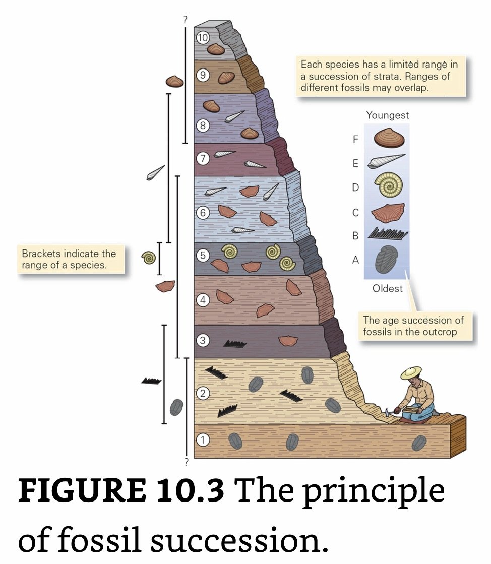 Principle of Fossil Succession.jpeg