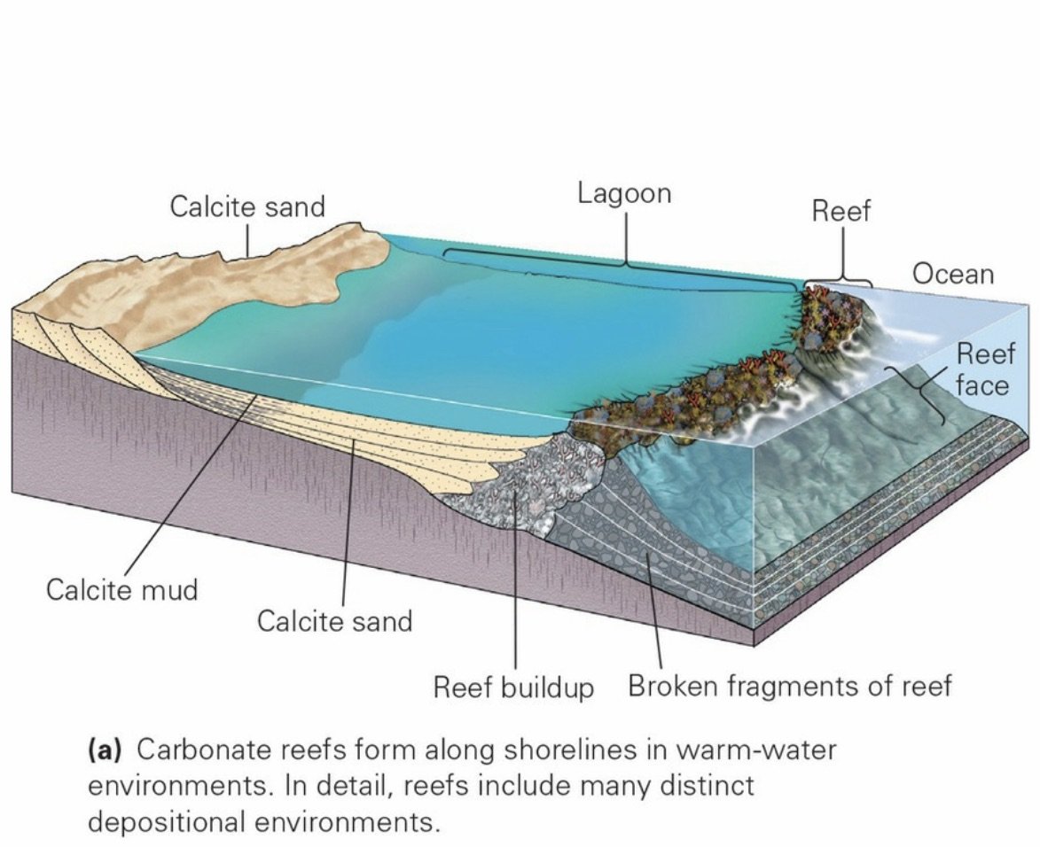 Sedimentary Shore Environments.jpeg