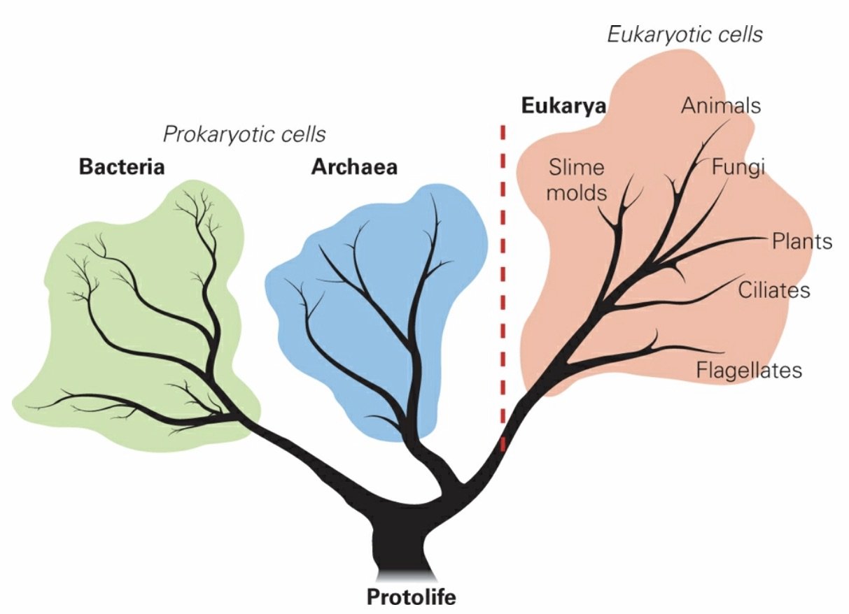 Tree of Life.jpeg