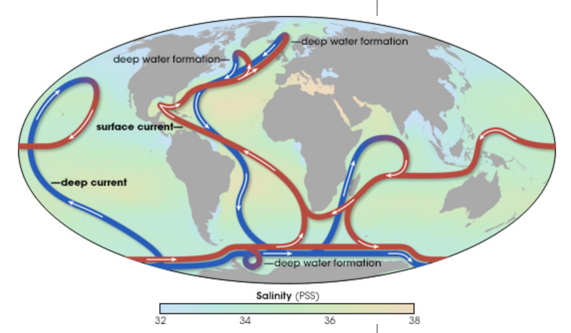 Thermohaline Circulation.png