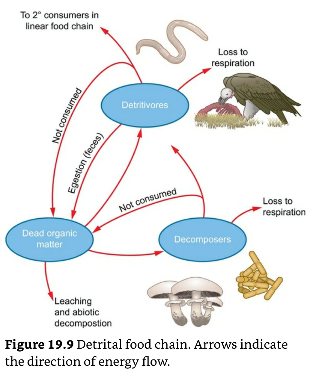 Detrital Food Chain.png