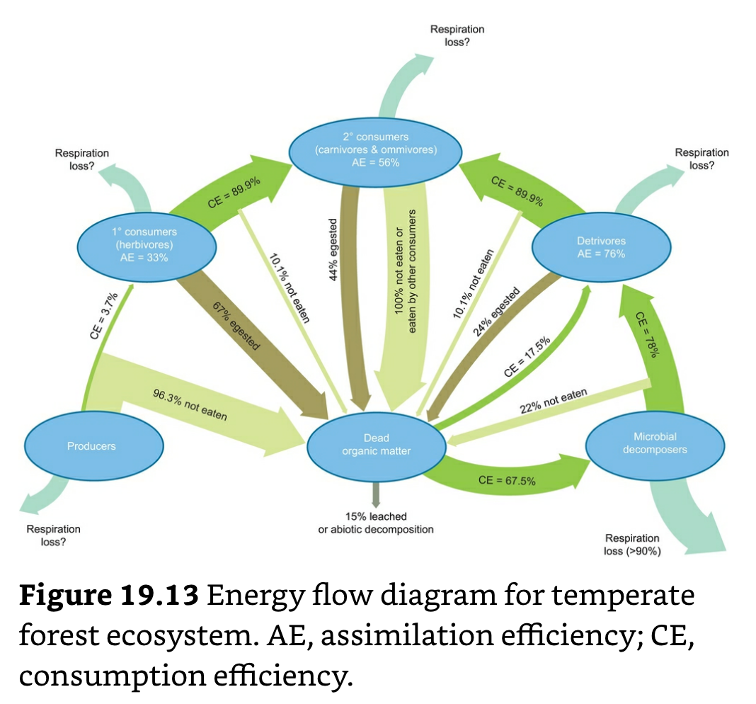 Energy Flow Diagram for Temperate Forest Ecosystems.png