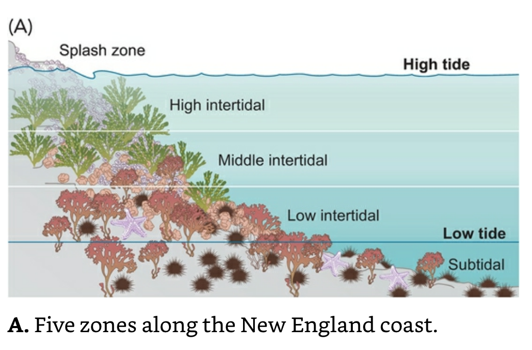 New England Coast Zones.png