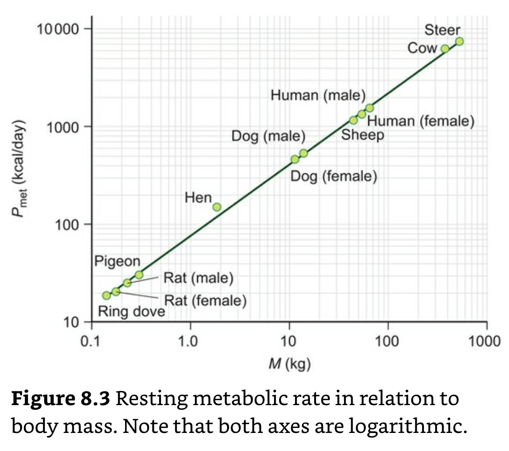 Resting Metabolic Rate and Body Mass.png