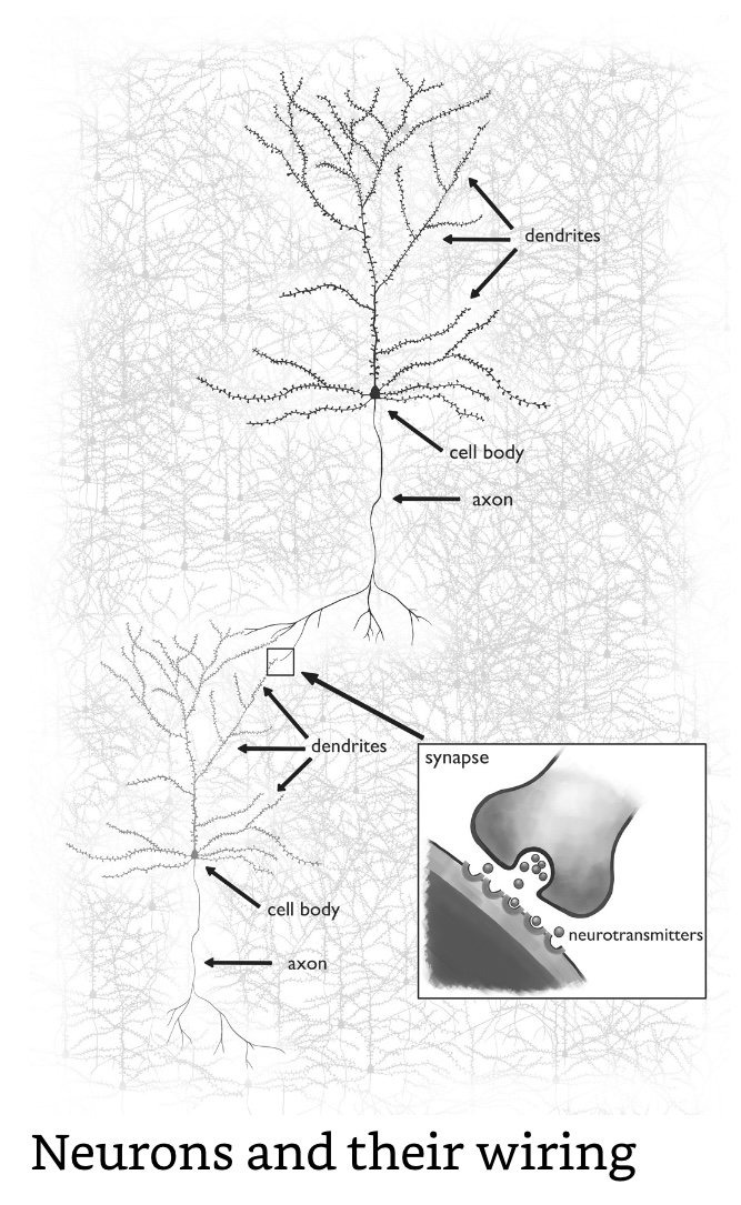 Neurons and their Wiring.jpeg