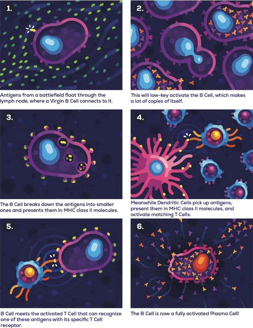 B Cell Activation.jpeg