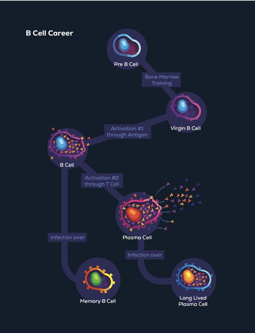 B Cell Specialization.jpeg