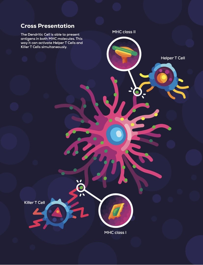 Dendritic Cell Cross Presentation.jpeg