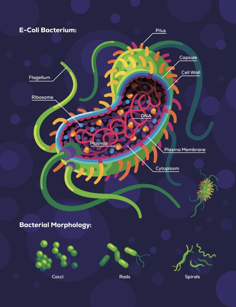 E-Coli Bacterium.jpeg