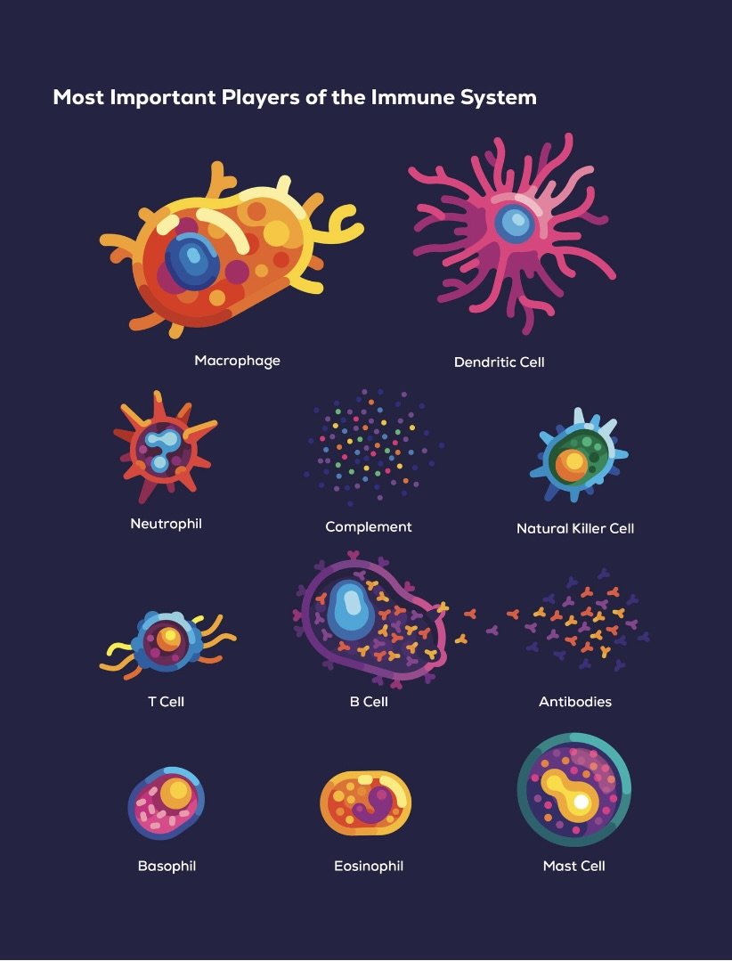 Important Players of the Immune System.jpeg