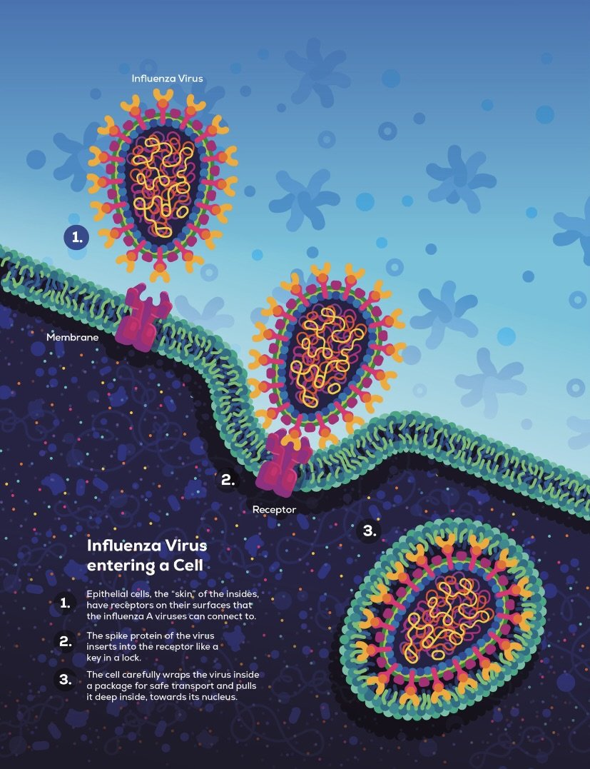 Influenza Virus entering a cell.jpeg