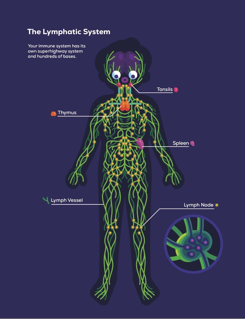 Lymphatic System.jpeg