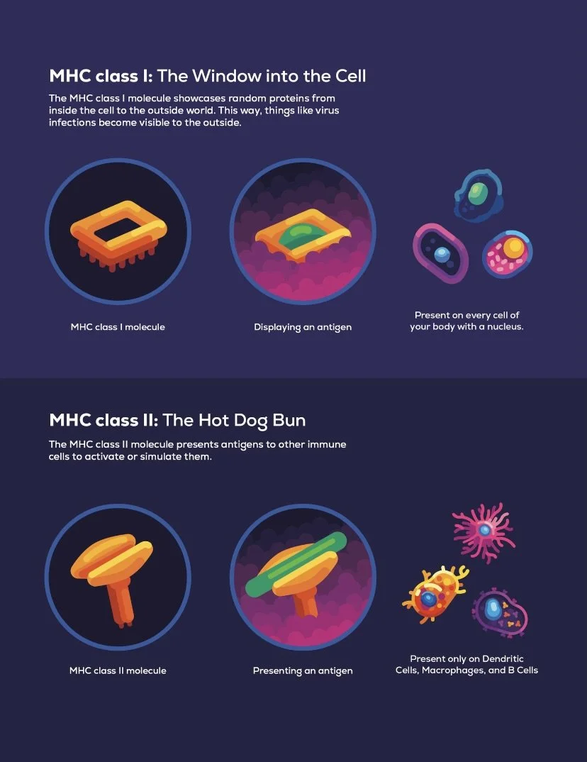 MHC Class I and II Receptors.jpeg