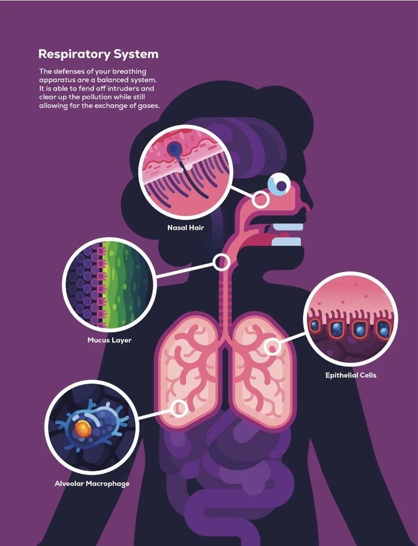 Respiratory System.jpeg