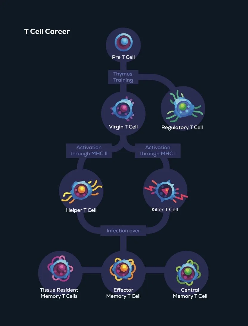 T Cell Specialization.jpeg