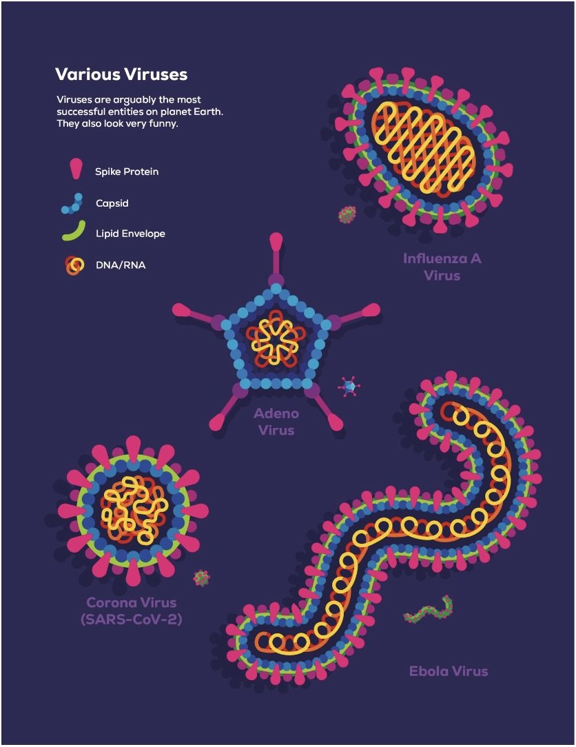 Various Viruses.jpeg