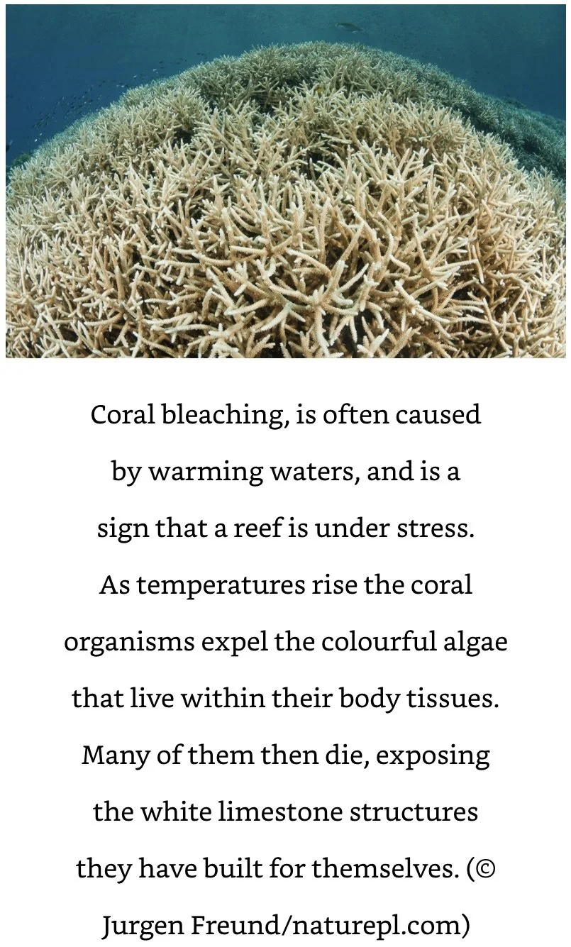 Coral Bleaching Attenborough.jpeg