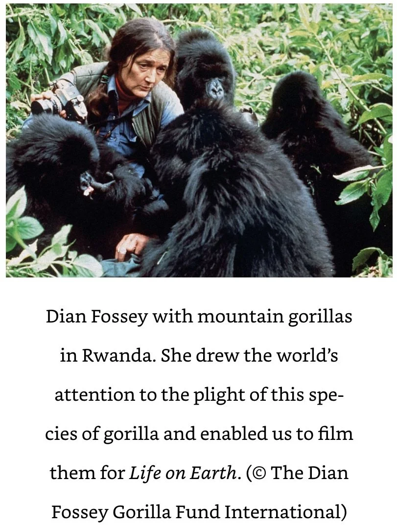 Dian Fossey with her Mountain Gorillas.jpeg