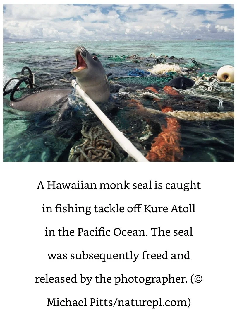 Hawaiian Monk Seal Attenborough.jpeg